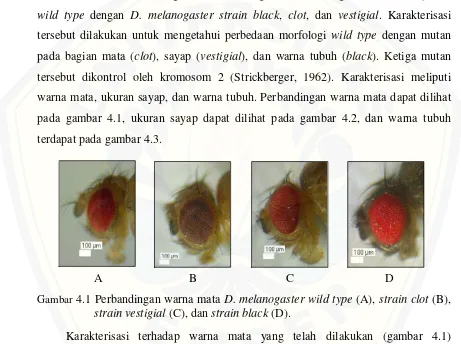 Gambar 4.1 Perbandingan warna mata D. melanogaster wild type (A), strain clot (B), 