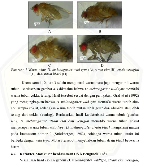 Gambar 4.3 Warna tubuh D. melanogaster wild type (A), strain clot (B), strain vestigial 