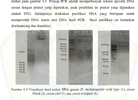 Gambar 4.4 Visualisasi hasil isolasi DNA genom D. melanogaster wild type (1), strain 