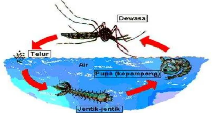 Gambar 2.1 Siklus hidup nyamuk Ae. aegypti (Sumber: Aradilla, 2009) 