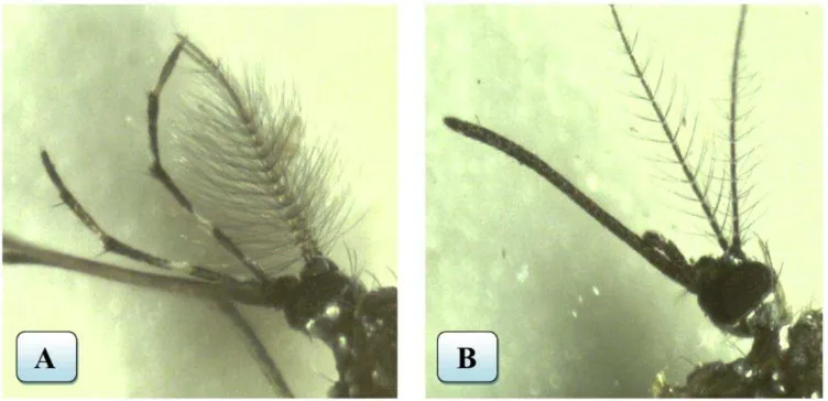 Gambar 2.2    Perbedaan morfologi antena Ae. aegypti  jantan dan betina, (A) antena Ae