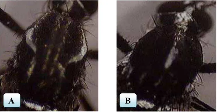 Gambar 2.3 Perbedaan toraks bagian dorsal dua spesies genus Aedes, (A) toraks Ae. aegypti ; (B) toraks Ae