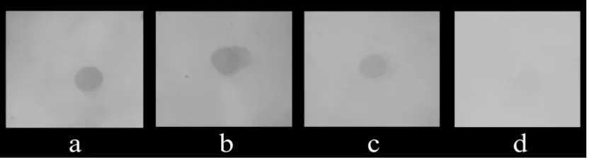 Gambar 4.2  Hasil visualisasi Dot Blot, membran PVDF diinkubasi dengan plasma darah ;(a) pasien DBD; (b) orang sehat endemik; (c) orang sehat non endemik; (d) kontrol negatif (kamera: Sony Cybershoot DSC W30)