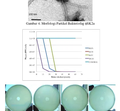 Gambar 4. Morfologi Partikel Bakteriofag  SK2a 