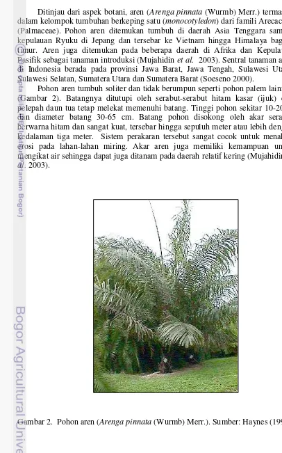 Gambar 2. Pohon aren (Arenga pinnata (Wurmb) Merr.). Sumber: Haynes (1998) 