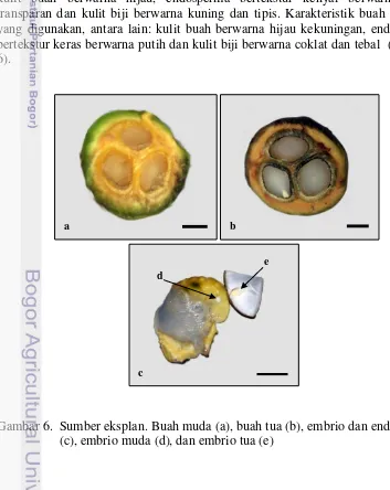 Gambar 6. Sumber eksplan. Buah muda (a), buah tua (b), embrio dan endosperma 