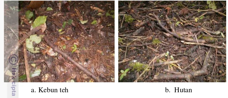 Gambar 3. Serasah yang terdapat di permukaan tanah lokasi kebun teh dan hutan 