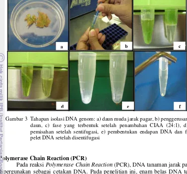 Gambar 3  Tahapan isolasi DNA genom: a) daun muda jarak pagar, b) penggerusan 