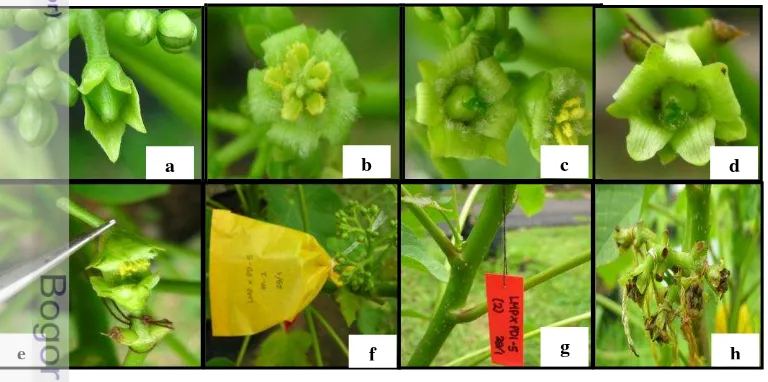 Gambar 4 Prosedur persilangan tanaman jarak. (a) pemilihan bunga betina, (b) pemilihan bunga jantan, (c) bunga betina dan jantan yang sudah mekar, (d) pengambilan polen dari bunga jantan (e) proses penyerbukan, (f) peyungkupan bunga, (g) pemberian label hasil persilangan, (h) pembentukan bakal buah  