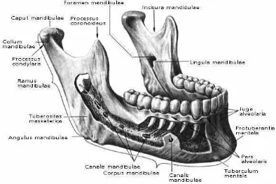 Gambar 2.4  Anatomi mandibula 