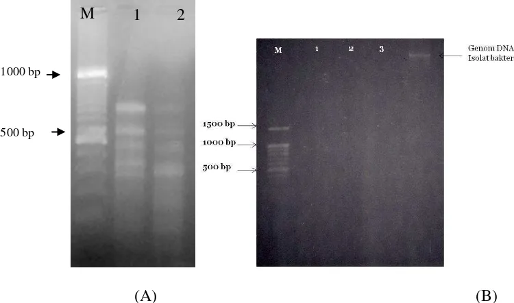 Gambar 3. Hasil isolasi RNA dengan menggunakan Micro-FastTrack mRNA isolation kit(A) metode Trizol reagen, larutan ekstraksi sebelumnya diperlakukan dengan DEPC (B)