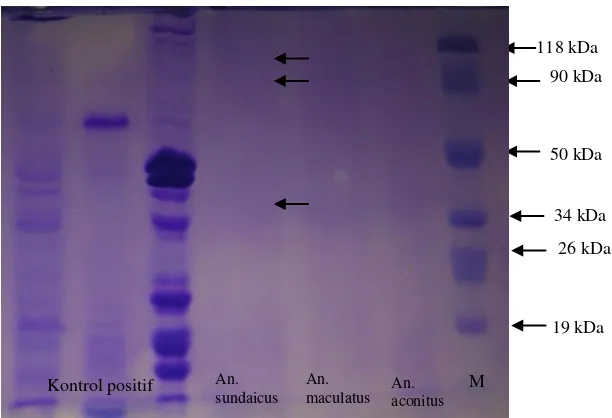 Gambar 4. Profil protein SG Anopheles pada SDS PAGE 12 %, keterangan : tanda panah dalam gambar menunjukkan profil protein SG An.sundaicus  
