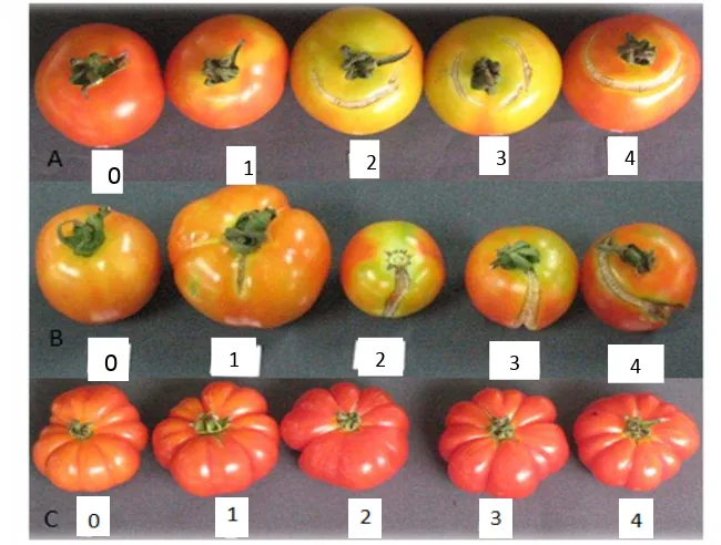 Gambar 2 Skoring pecah buah pada buah tomat A. tipe konsentrik; B dan C tipe radial 