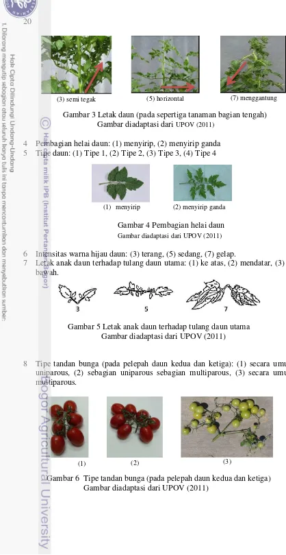Gambar 3 Letak daun (pada sepertiga tanaman bagian tengah) 