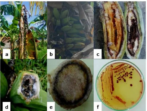 Gambar 1. Gejala penyakit layu bakteri pada tanaman pisang (A) gejala tanaman pisangyang layu dan mati, (B) gejala pada buah tampak menguning, (C) gejala padabuah  yang dipotong  membujur,  (D)  gejala  pada  buah  yang dipotongmelintang, (E) gejala bonggo