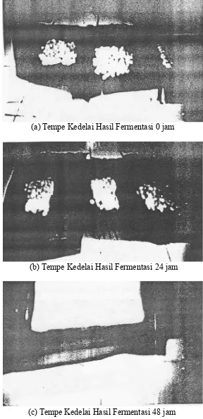 Gambar 3a. Tempe Kedelai Hasil Fermentasi selama: 0 jam, 24 jam,dan 48 jam