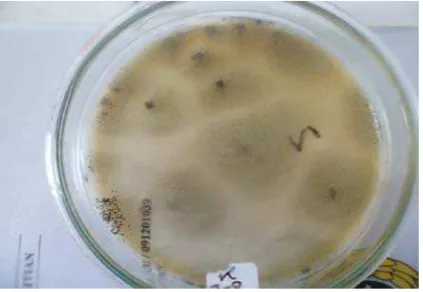 Gambar 3. Isolasi Fungi selulolitik pada media PDA 