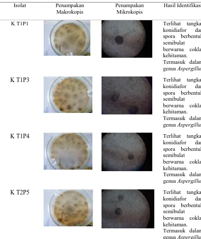 Tabel 4. Penampakan isolat fungi selulolitik secara makrokopis dan mikrokopis serta identifikasi 