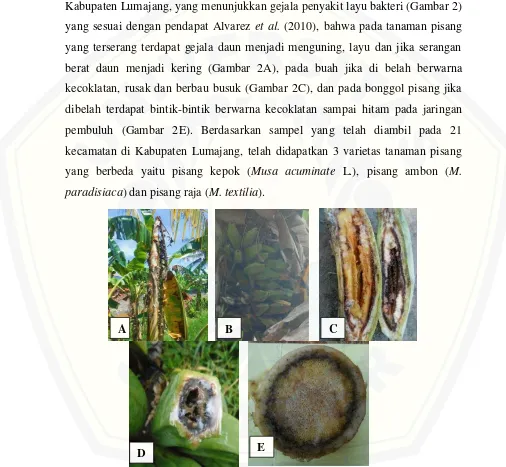 Gambar 2.  Gejala penyakit layu bakteri pada tanaman pisang (A) gejala tanaman pisang yang layu dan mati, (B) gejala pada buah tampak menguning, (C) gejala pada buah yang dipotong membujur, (D) gejala pada buah yang dipotong melintang, (E) gejala bonggol p