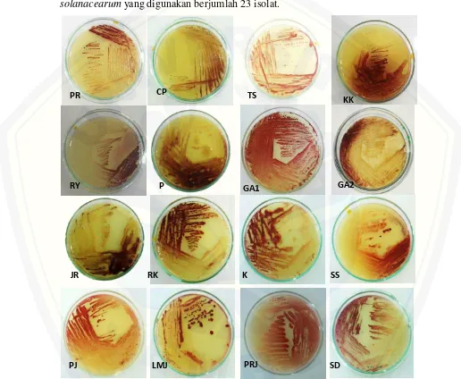 Gambar 3. Karakteristik pertumbuhan koloni bakteri R. solanacearum  pada media CPG+TZC  0,01%, koloni bakteri berumur 24 jam