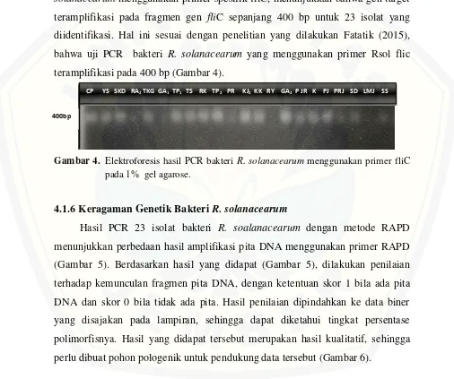 Gambar 4.  Elektroforesis hasil PCR bakteri R. solanacearum menggunakan primer fliC 