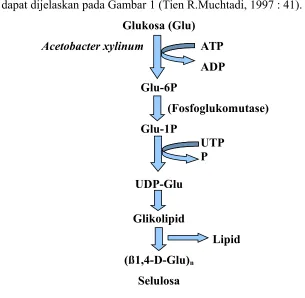 Gambar 1. Mekanisme Pembentukan Selulosa oleh Acetobacter xylinum