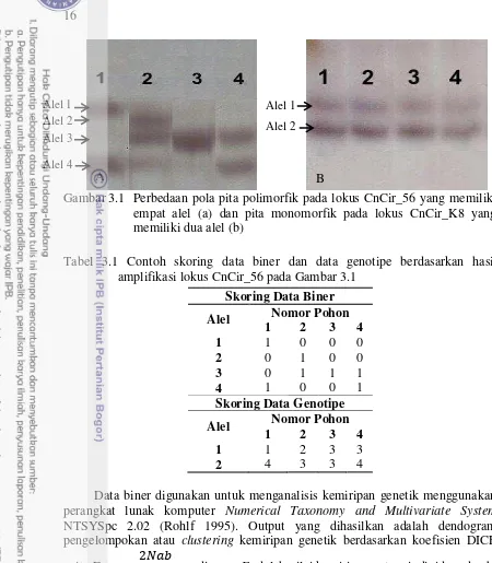 Gambar 3.1  Perbedaan pola pita polimorfik pada lokus CnCir_56 yang memiliki 