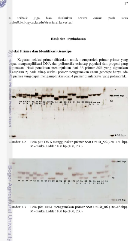 Gambar 3.2 Pola pita DNA menggunakan primer SSR CnCir_56 (230M=marka Ladder 100 bp (100, 200) 