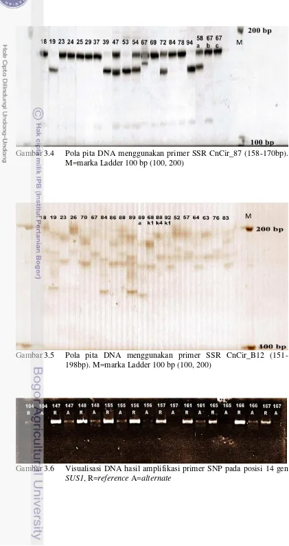 Gambar 3.4 Pola pita DNA menggunakan primer SSR CnCir_87 (158-170bp). 