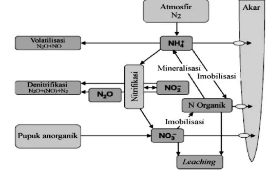 Gambar 1 Siklus nitrogen dalam Tanah (Miller dan Cramer 2005). 