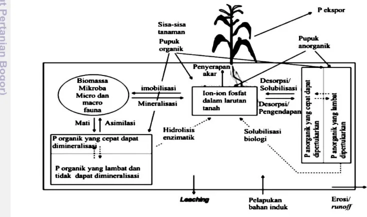 Gambar 2 Siklus P dalam sistem tanah dan tanaman (White 2006) 