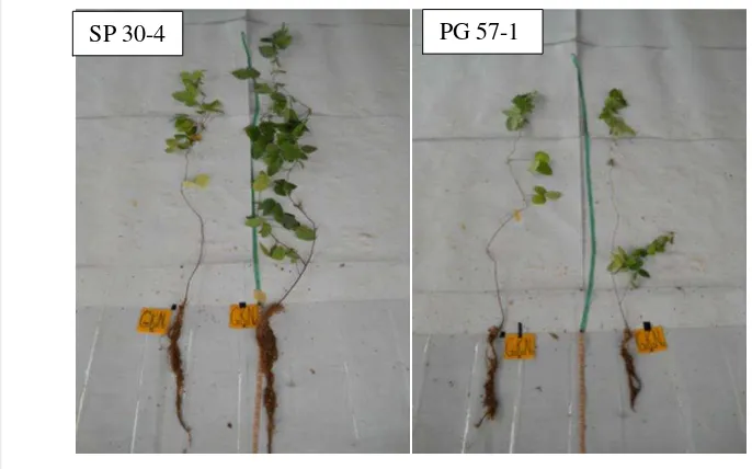 Gambar  1  Keragaan tinggi tanaman kedelai SP 30-4 dan PG 57-1 yang tercekam    