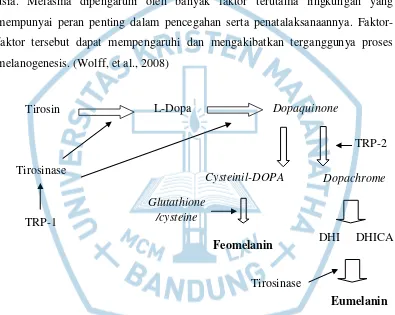 Gambar 1.1 Proses melanogenesis (Wolff, et al., 2008) 