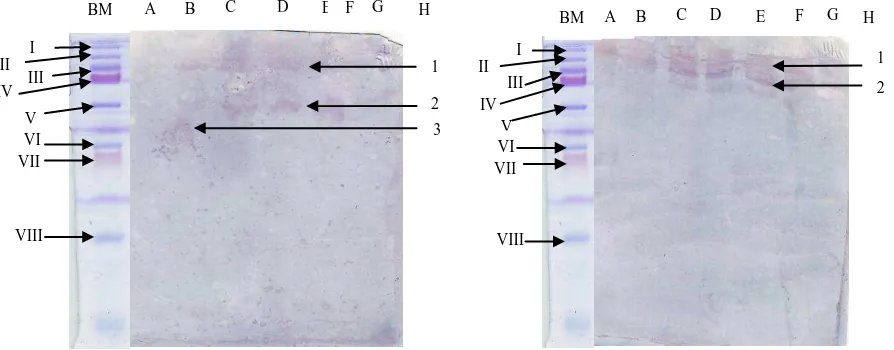 Gambar 3. Karakteristik Protein Udang Putih  pada Mencit dengan Western Blot. A. Hasil Western Blot pada Mencit  Perlakuan Protein 