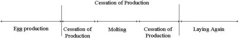Table 1. Onset of The Molting Occurrence, Duration of Stops Laying Before and After The Molting of AP and PA Ducks