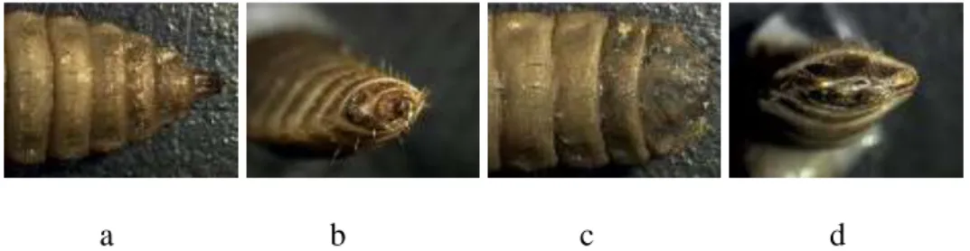 Gambar 2. Bentuk Kepala (a, b) dan Ekor (c, d) Larva H. illucens  (Jaelani, dkk. 2009) 