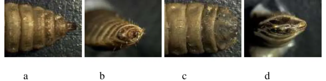Gambar 2. Bentuk Kepala (a, b) dan Ekor (c, d) Larva H. Illucens   (Jaelani, dkk. 2009) 