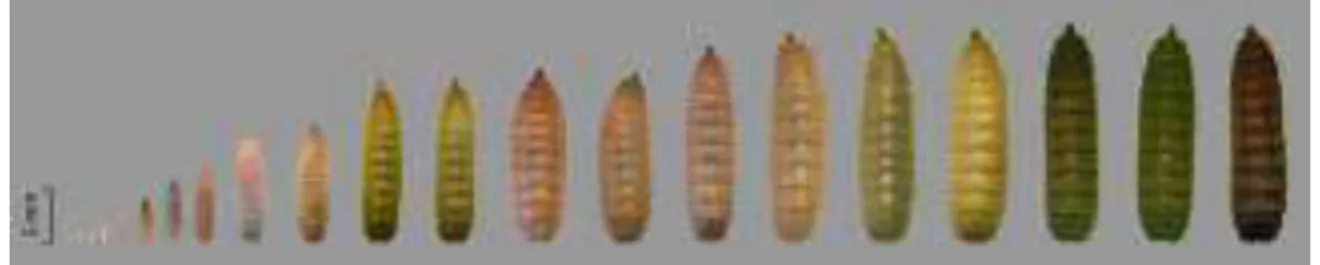 Gambar 1-1  Telur  dan  larva  Hermetia  illucens  dalam  prosesnya  pembangunan  (dari  1  hingga 20 hari)