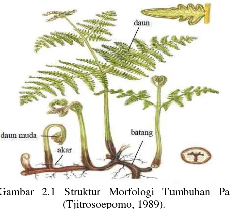 Gambar 2.1 Struktur Morfologi Tumbuhan Paku 