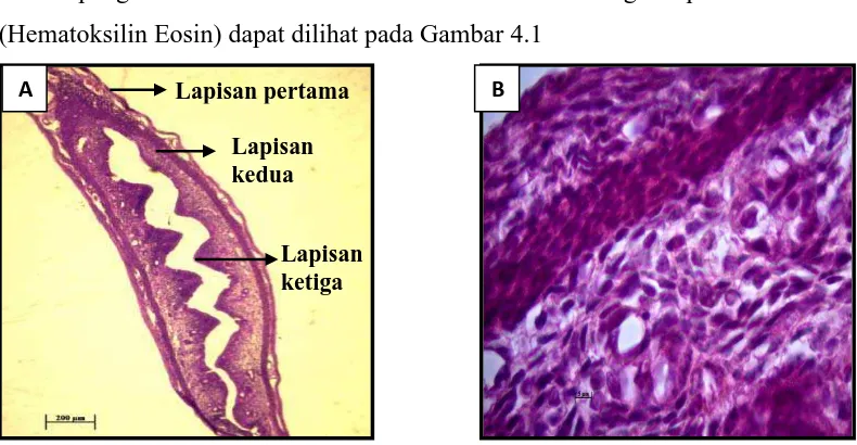 Gambar 4.1. Mikroanatomi Uterus Mencit (Mus musculus L.). A) uterus mencit   dengan perbesaran 40 x, B) uterus mencit dengan perbesaran 1000x