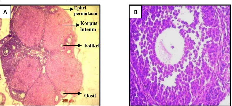 Gambar 4.2. Mikroanatomi ovarium mencit (Mus musculus L.) dengan pewarnaan hematoxilyn eosin