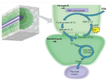 Gambar 2.1. Mekanisme asimilasi karbon pada tanaman C4 yang terjadi pada dua sel yaitu mesofil dan bundle sheath cell (Campbell et al., 2000) 