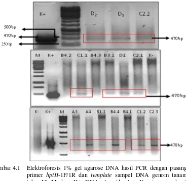 Gambar 4.1 Elektroforesis 1% gel agarose DNA hasil PCR dengan pasangan 