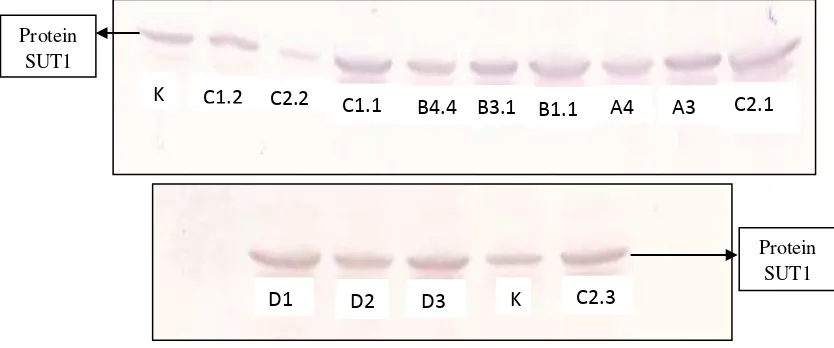 Gambar 4.2 Hasil analisis western blot protein SUT1 pada tanaman tebu transgenik 