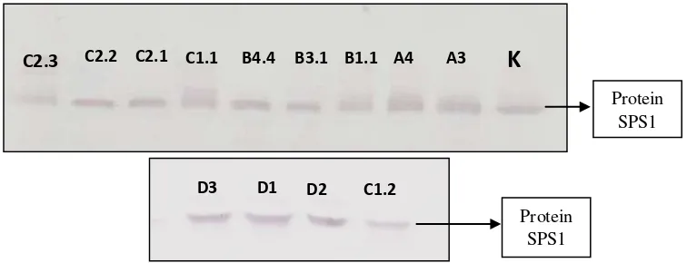 Gambar 4.3 Hasil analisis western blot protein SPS1 pada tanaman tebu transgenik dan kontrol dengan konsentrasi 20 µg,  menggunakan antibodi primer SPS1 dan antibodi 2 Goat Anti-Rabbit Igg Phosphathase Conjugated