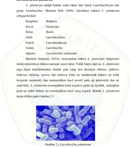 Gambar 2.1 Lactobacillus plantarum 