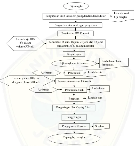 Gambar 3.2. Diagram alir produksi tepung biji nangka terfermentasi (modifikasi Diah,  