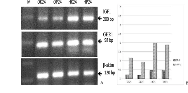 Gambar 4.  Ekspresi gen insulin-like growth factor-1 (IGF-1), growth hormone 