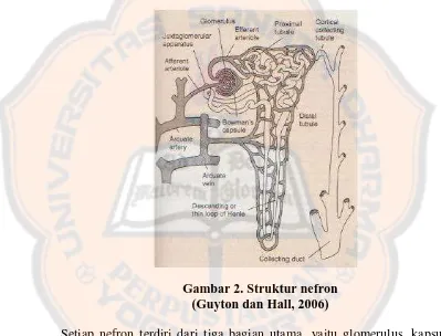 Gambar 2. Struktur nefron (Guyton dan Hall, 2006) 