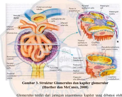 Gambar 3. Struktur Glomerulus dan kapiler glomerular (Huether dan McCance, 2008) 